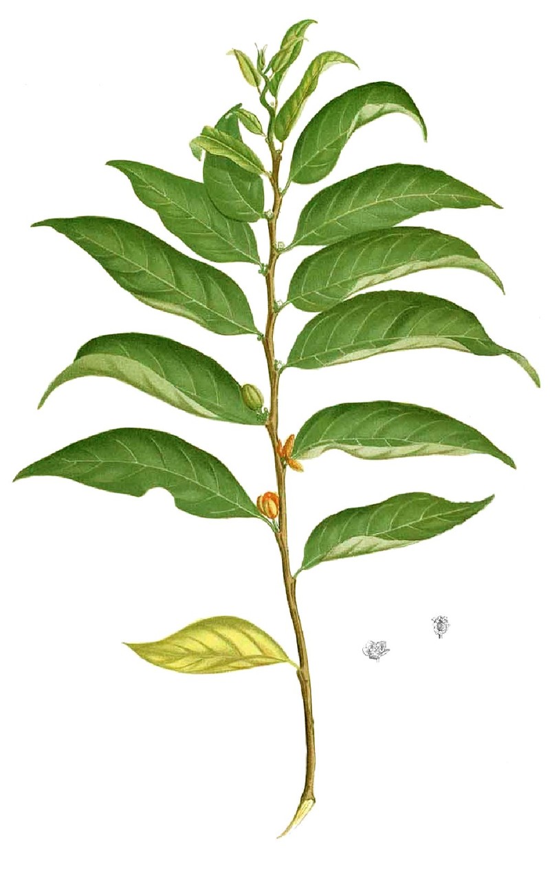 Casearia fuliginosa