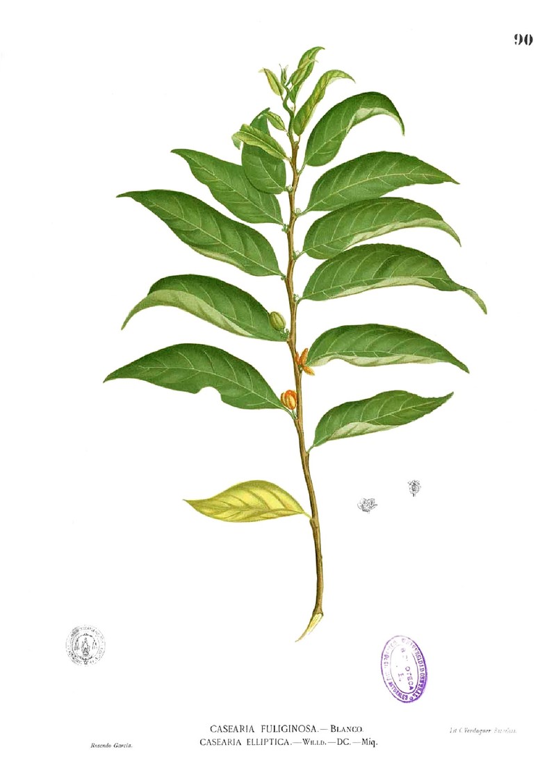 Casearia fuliginosa photo 6