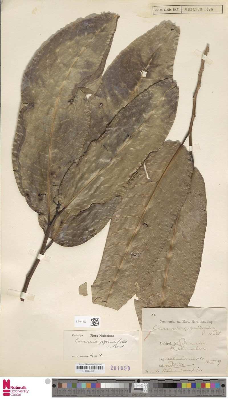 Casearia gigantifolia