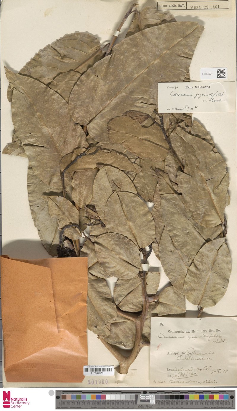 Casearia gigantifolia photo 2