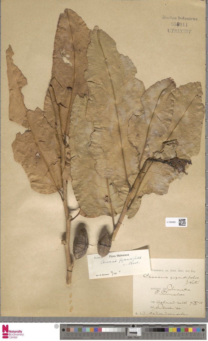 Casearia gigantifolia photo 3