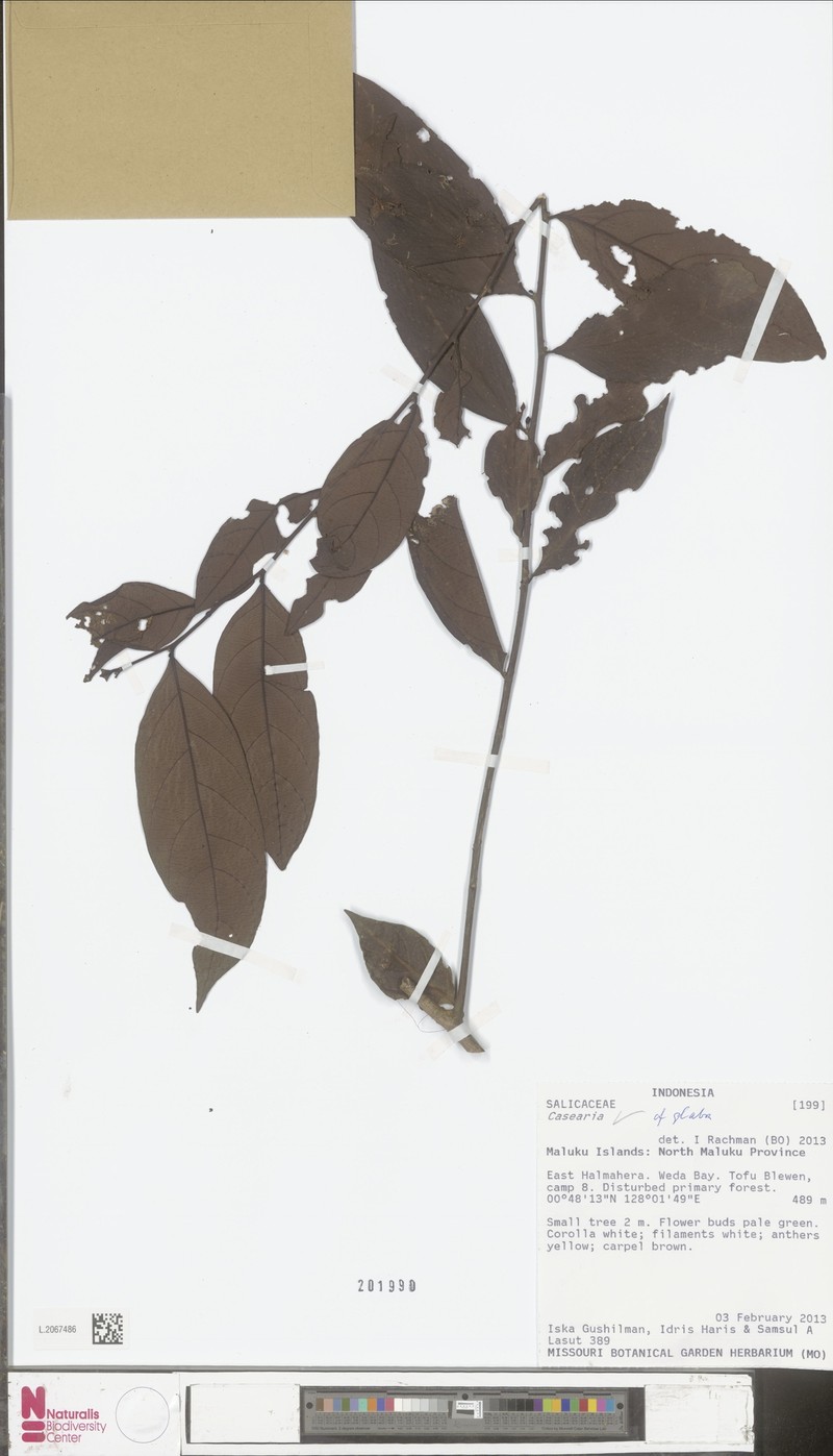 Casearia glabra