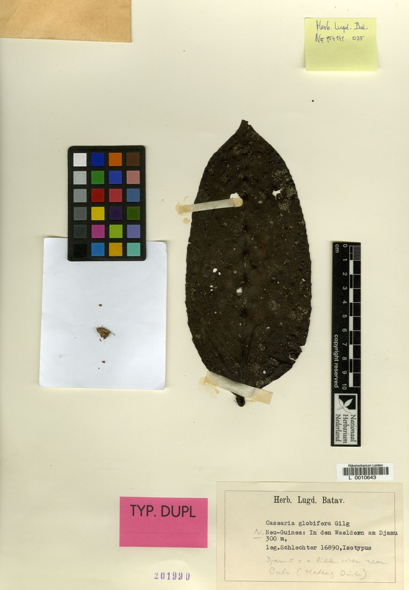 Casearia globifera