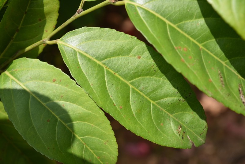 Casearia glomerata