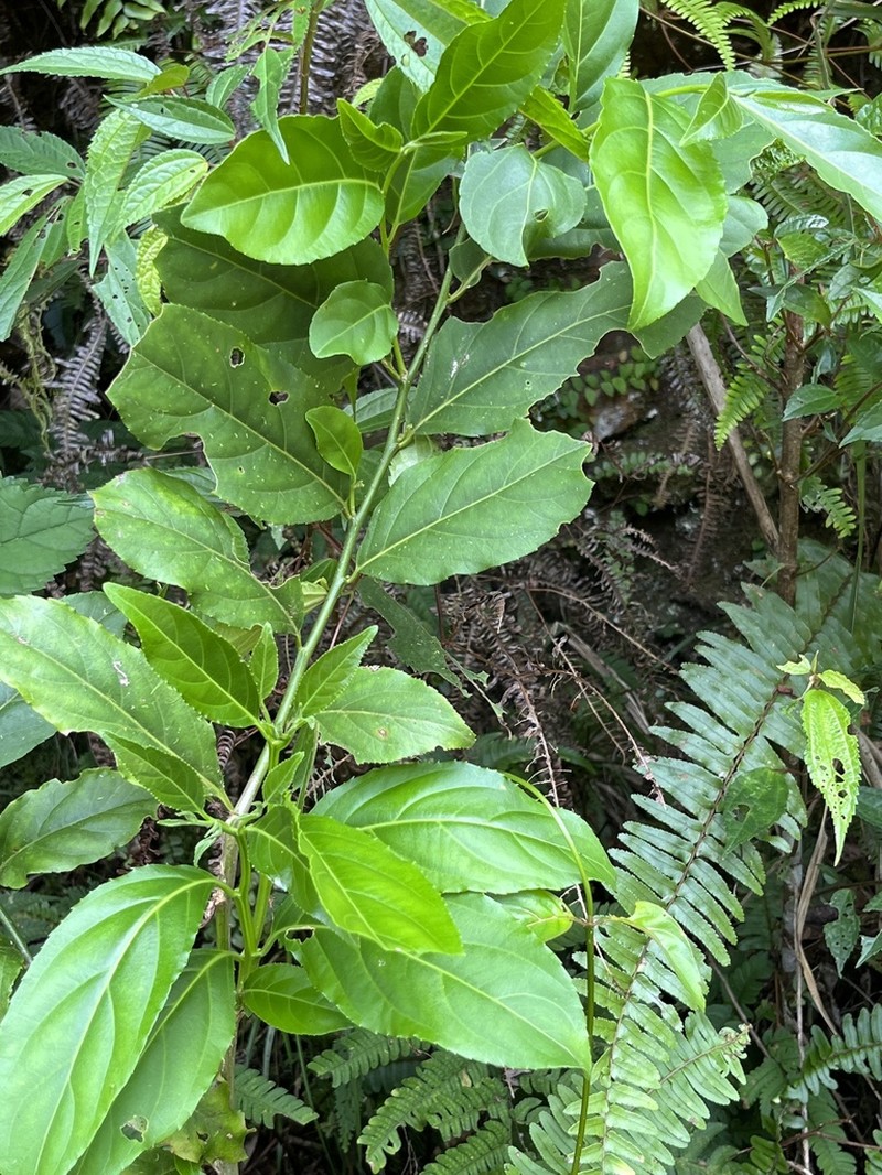 Casearia glomerata photo 2