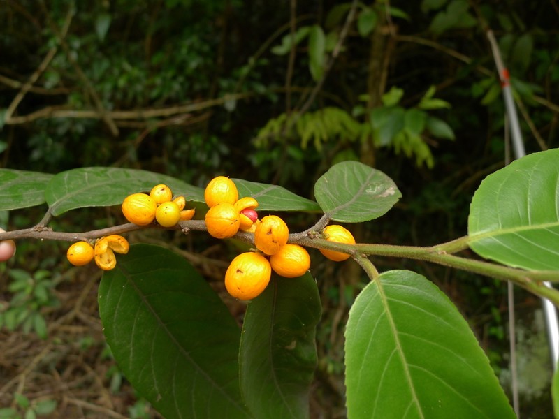 Casearia glomerata photo 3
