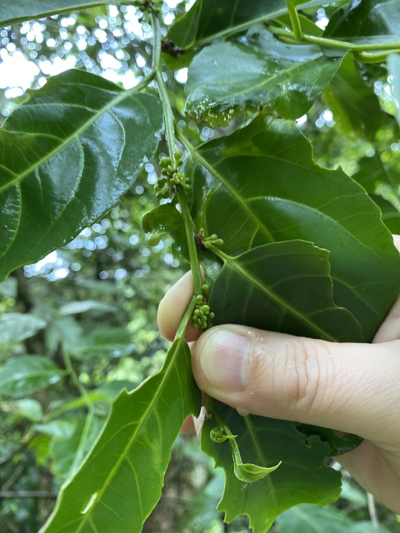 Casearia glomerata photo 4