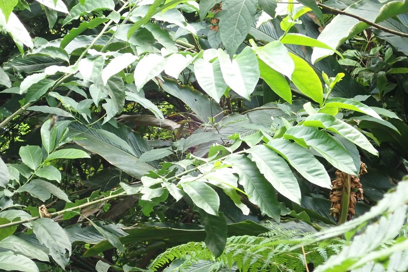Casearia glomerata photo 5