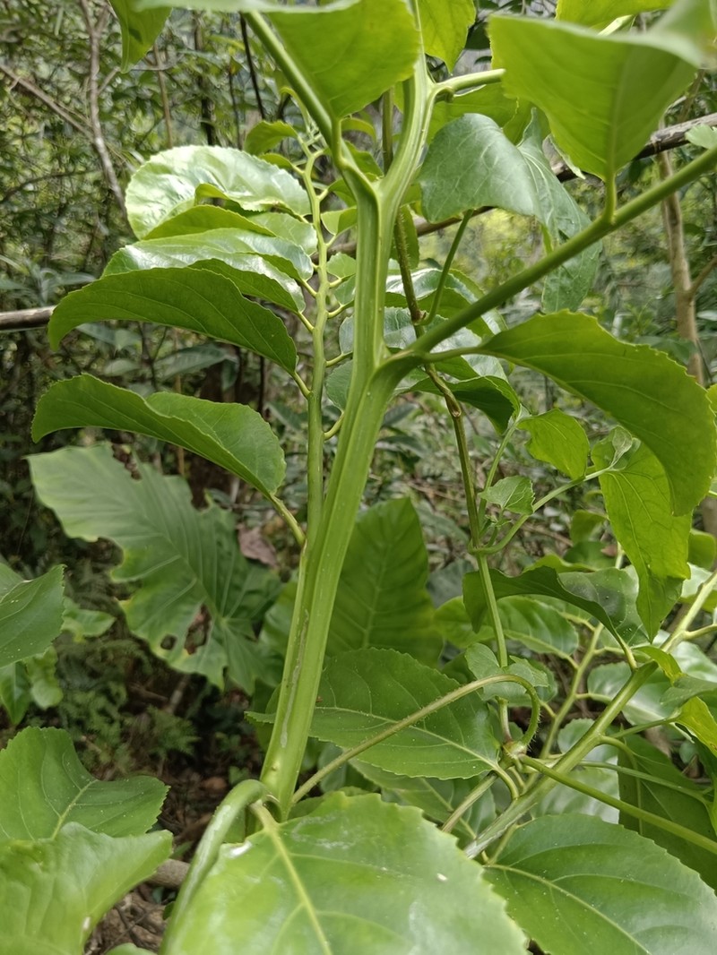 Casearia glomerata photo 6