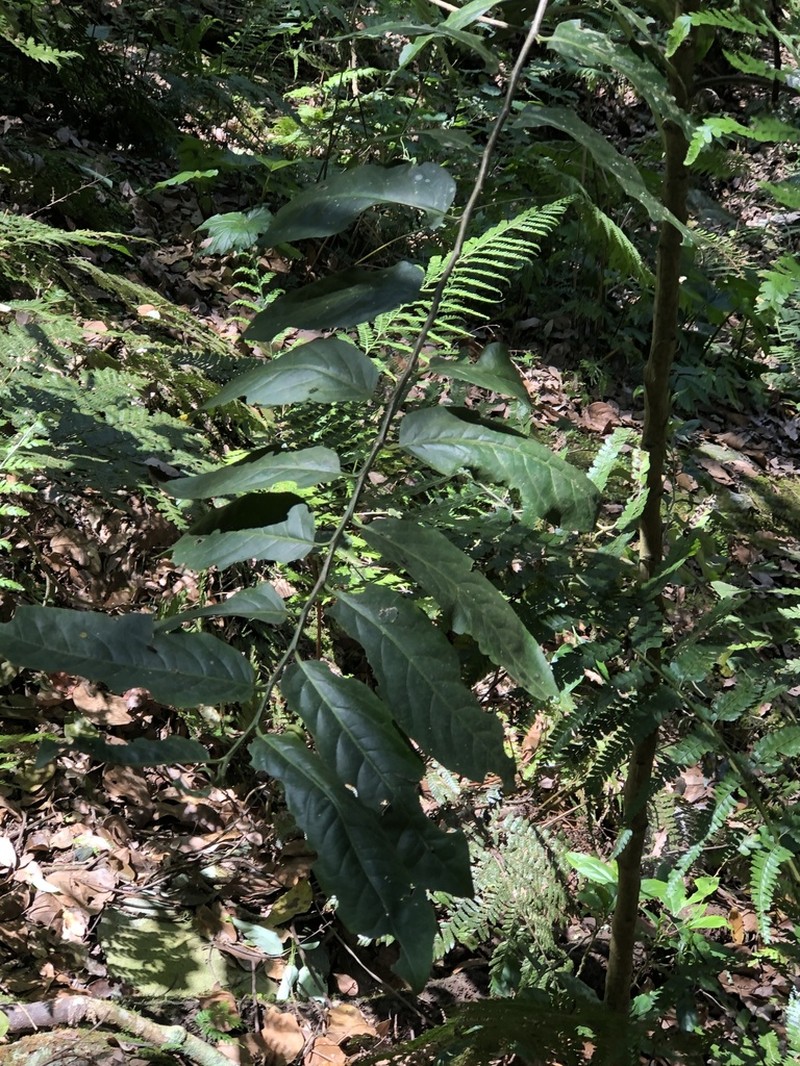 Casearia glomerata photo 7