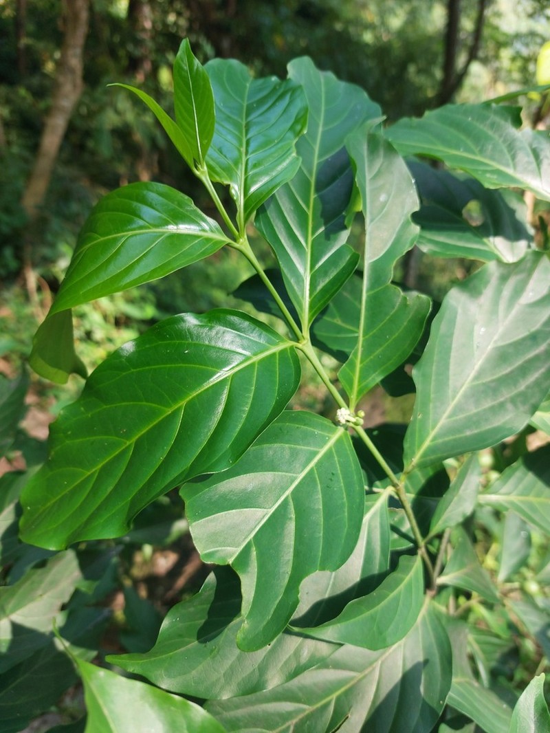 Casearia glomerata photo 8