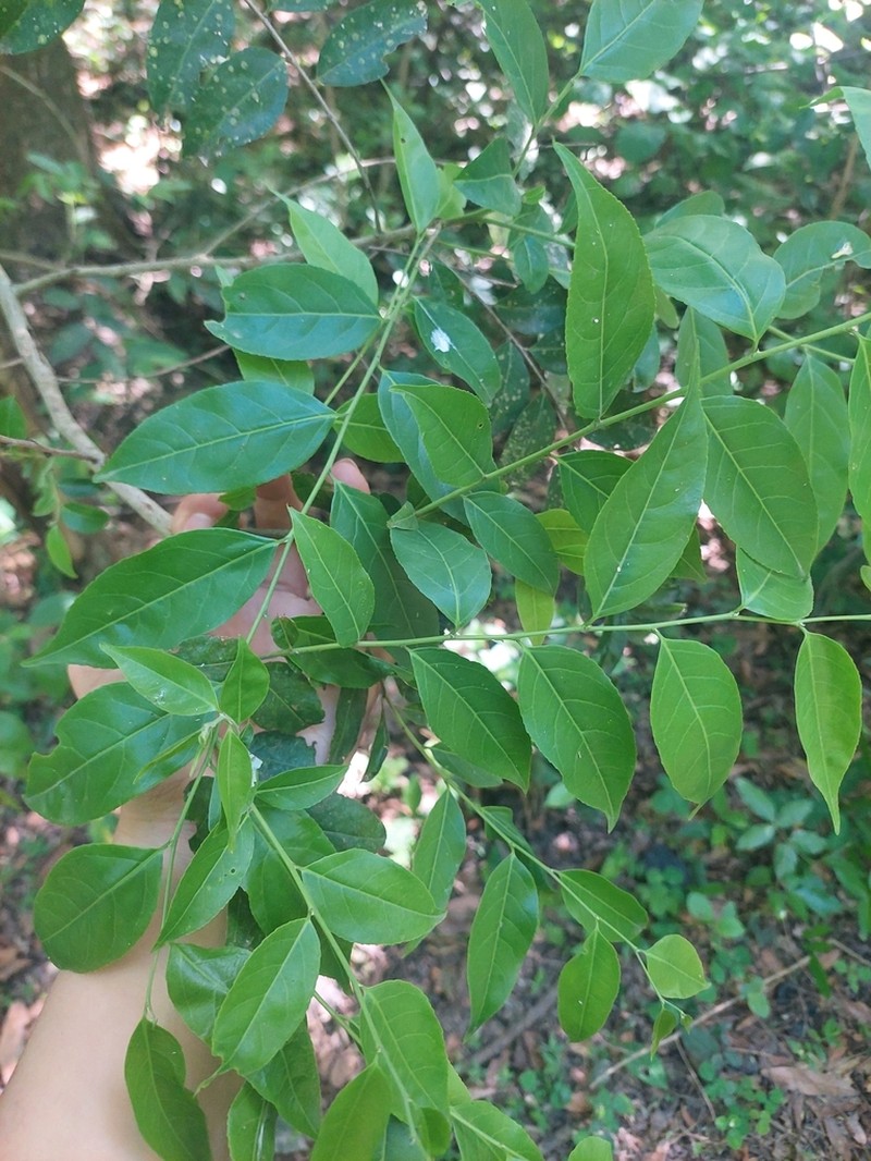 Casearia gossypiosperma