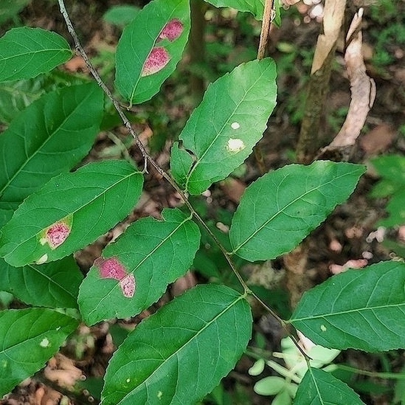 Casearia gossypiosperma photo 2