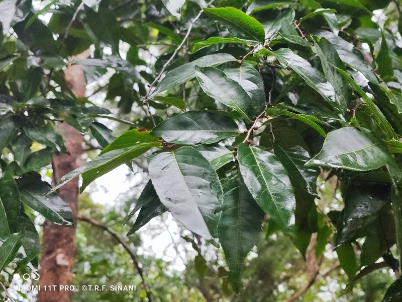 Casearia gossypiosperma photo 3
