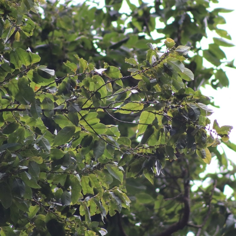 Casearia gossypiosperma photo 4