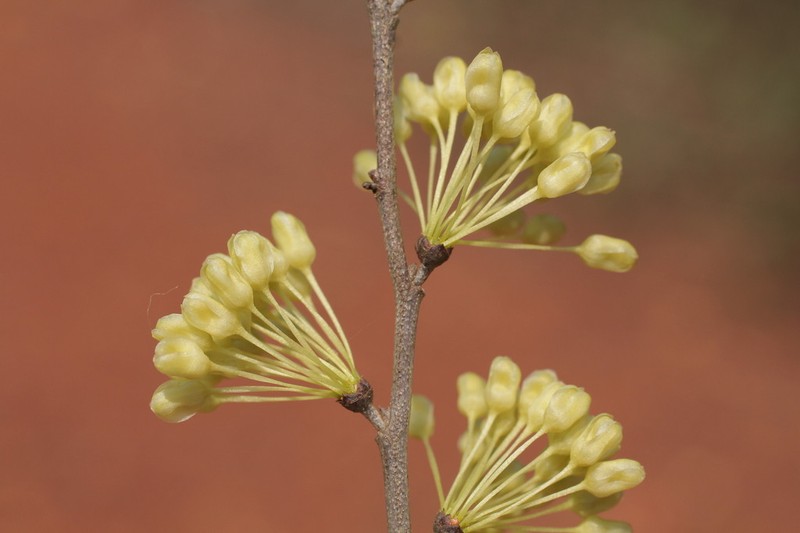 Casearia gossypiosperma photo 5
