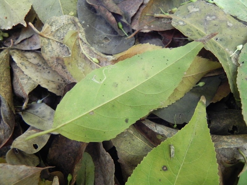 Casearia gossypiosperma photo 7