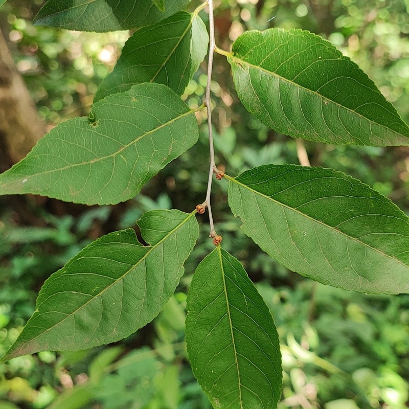 Casearia gossypiosperma photo 8