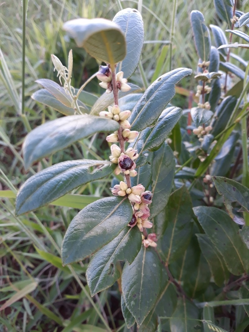 Casearia grandiflora photo 2