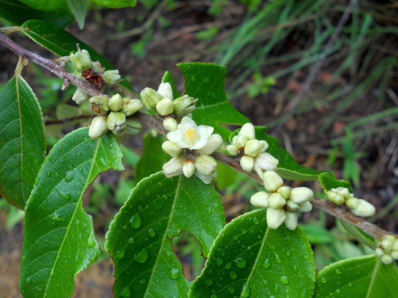 Casearia grandiflora photo 3