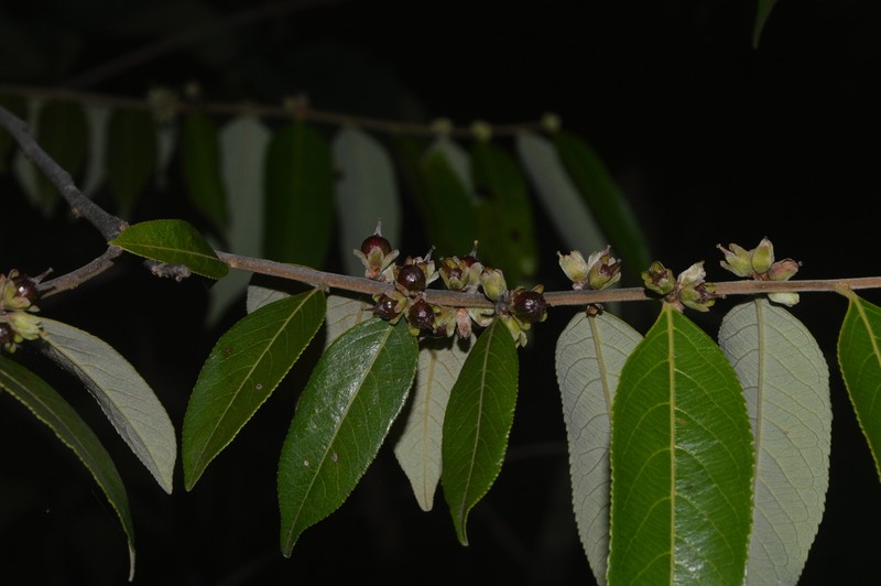 Casearia grandiflora photo 5