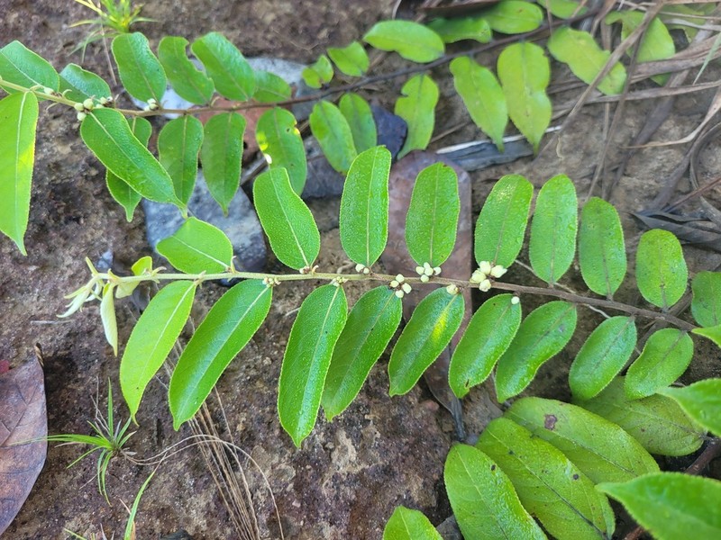 Casearia grandiflora photo 6