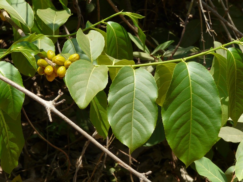Casearia graveolens
