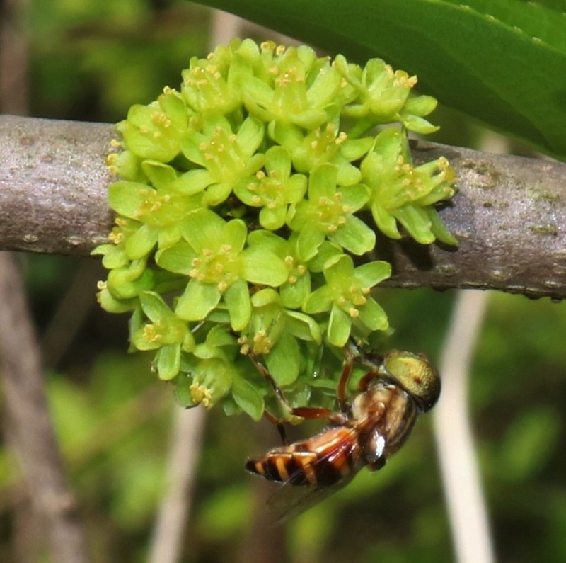 Casearia graveolens photo 2