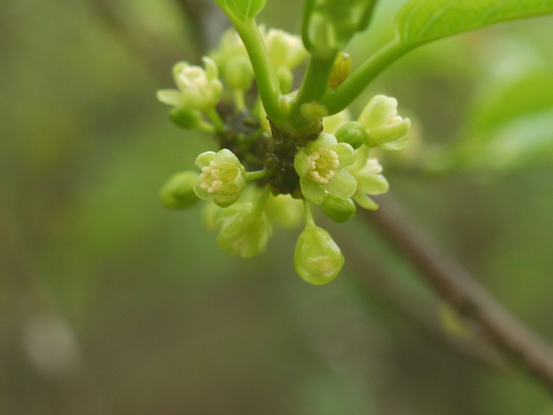 Casearia graveolens photo 3