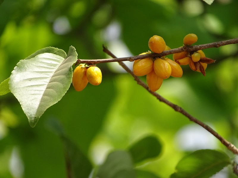 Casearia graveolens photo 5