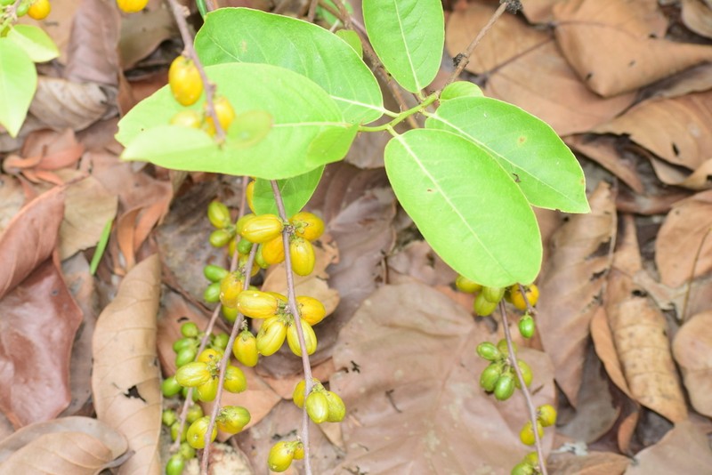 Casearia graveolens photo 6