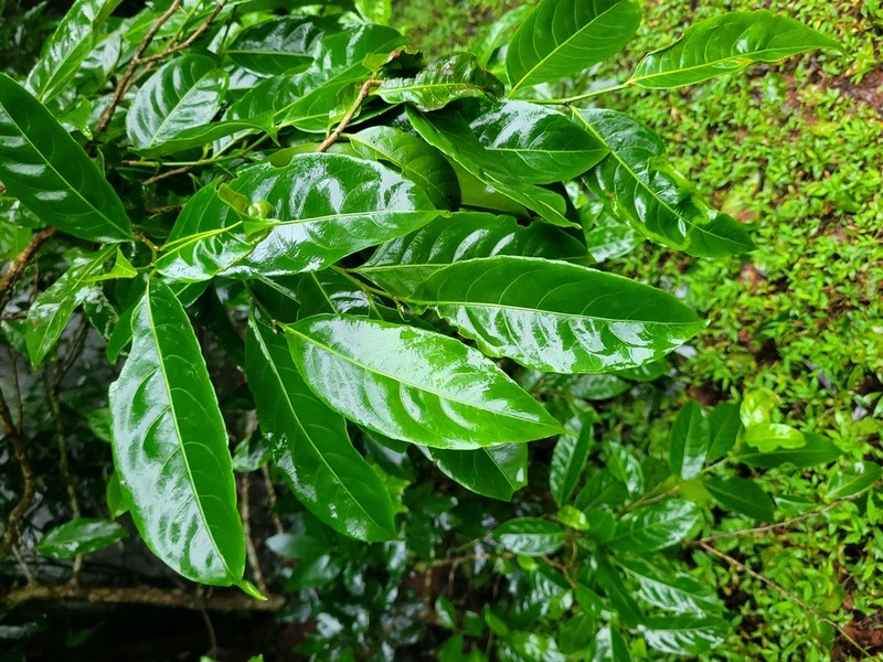 Casearia graveolens photo 7