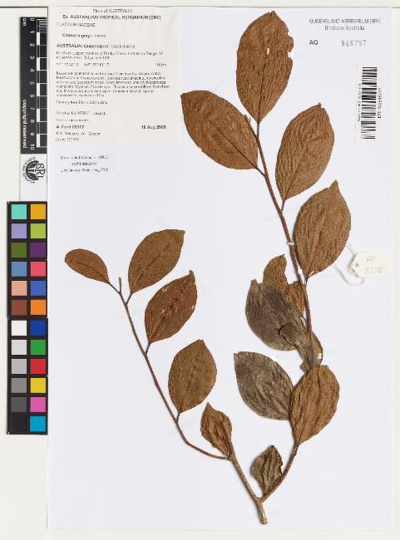 Casearia grayi