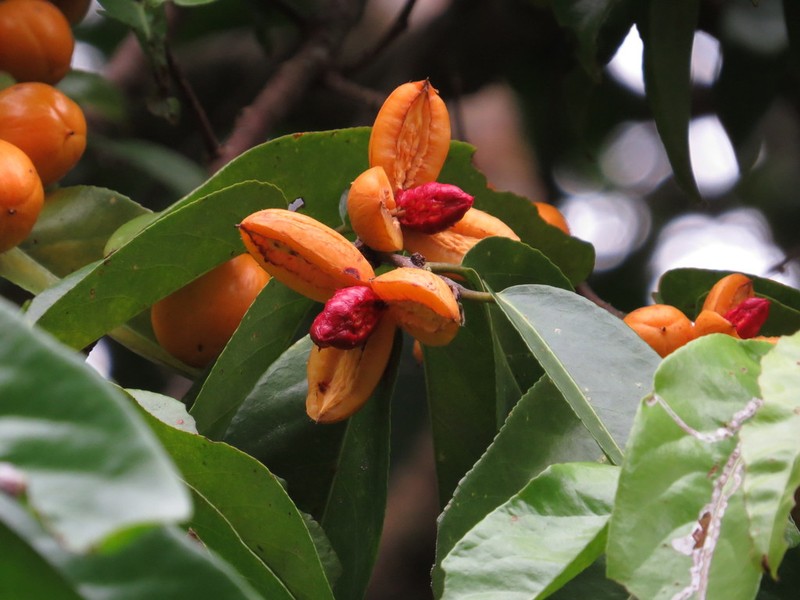 Casearia grewiifolia