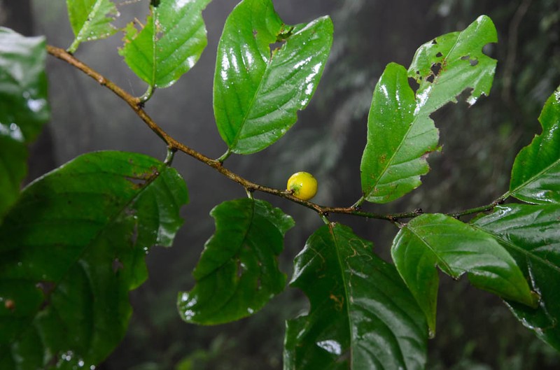 Casearia grewiifolia photo 2