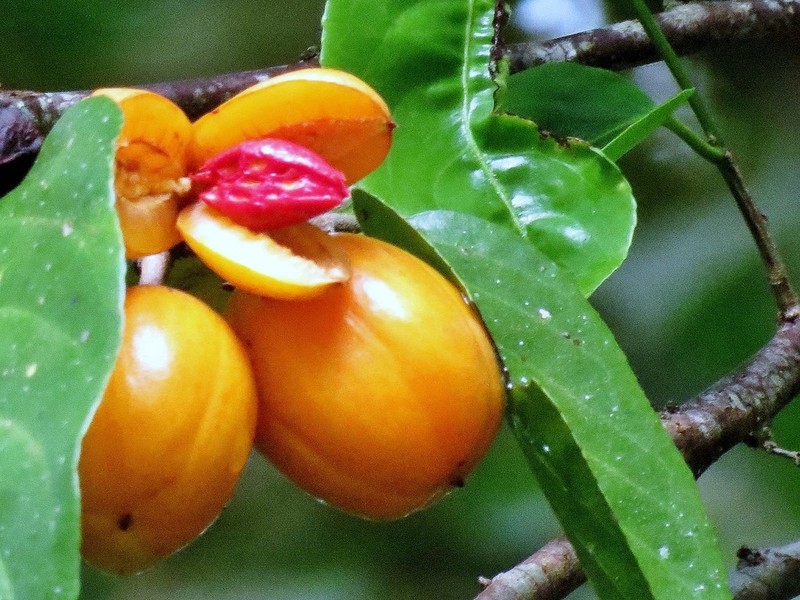 Casearia grewiifolia photo 3