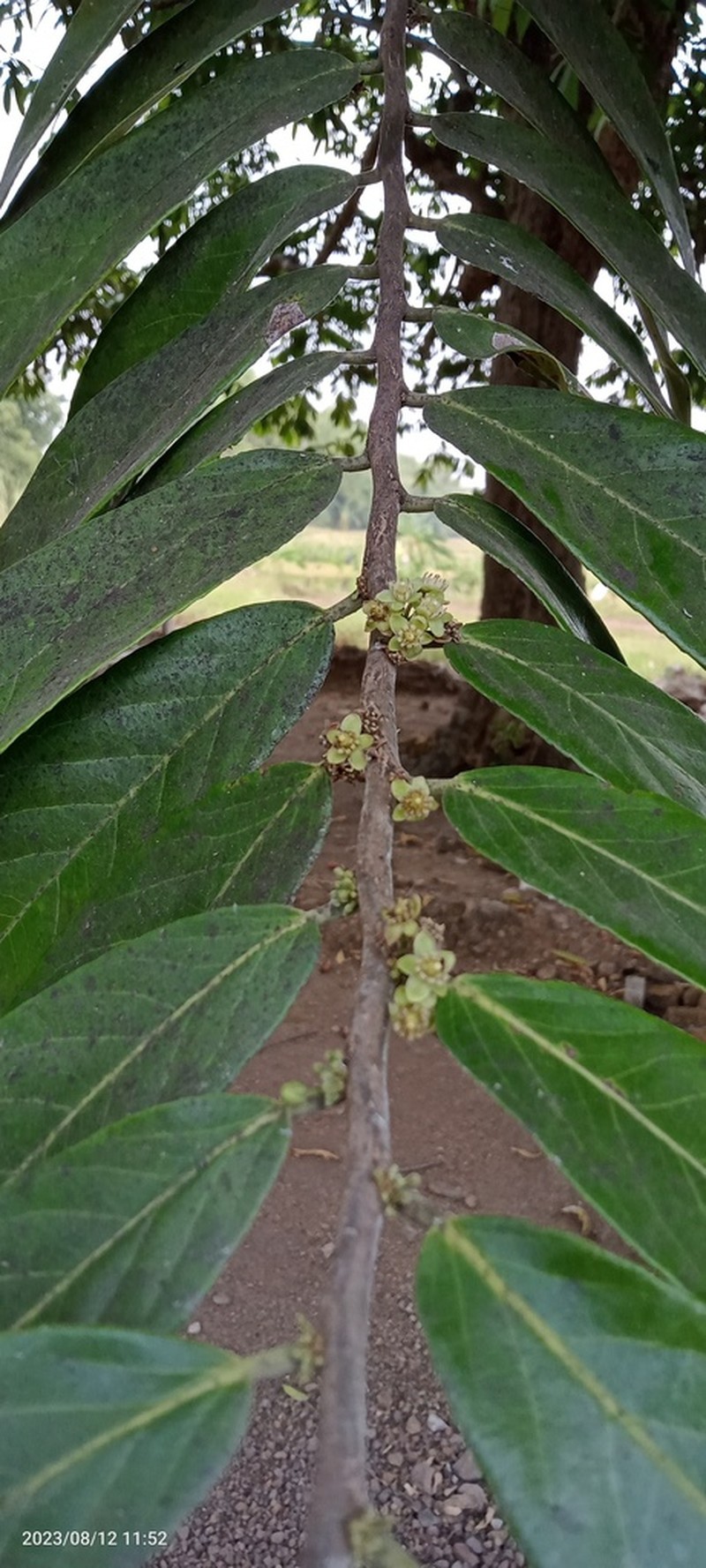 Casearia grewiifolia photo 4