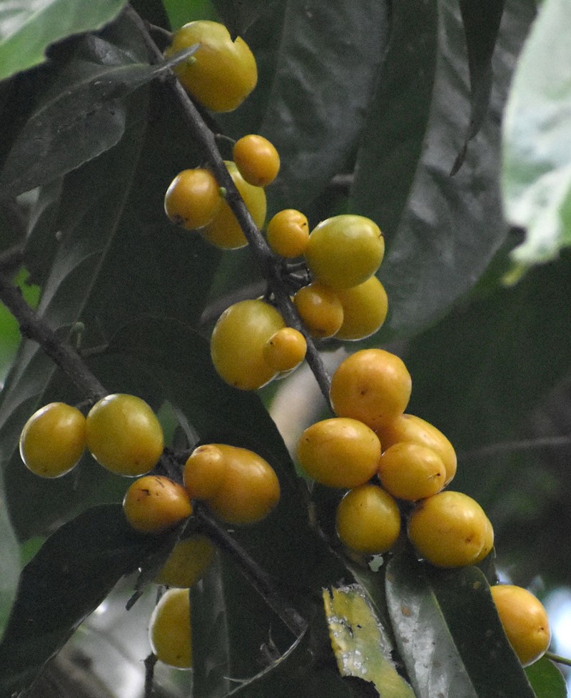 Casearia grewiifolia photo 5
