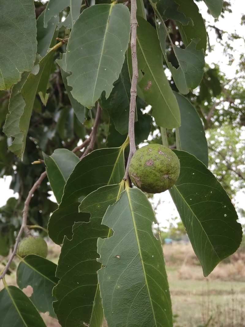 Casearia grewiifolia photo 6