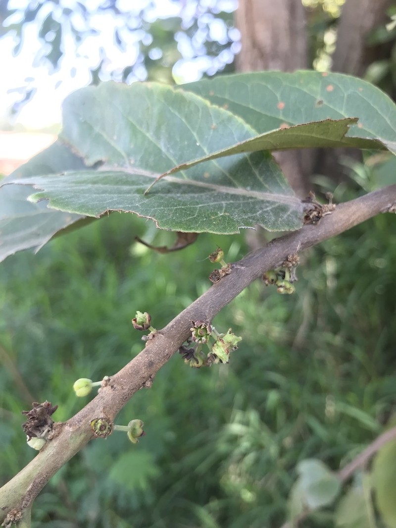 Casearia grewiifolia photo 7