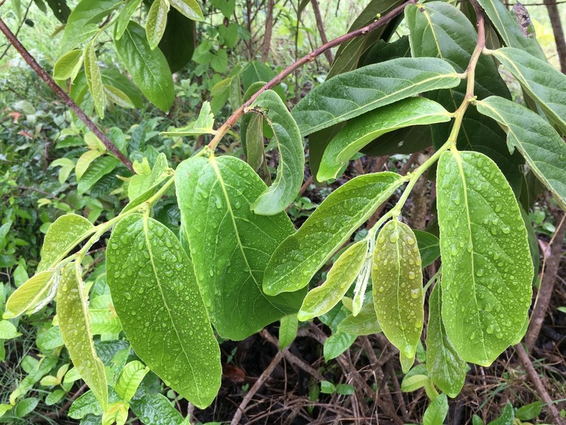 Casearia grewiifolia photo 8