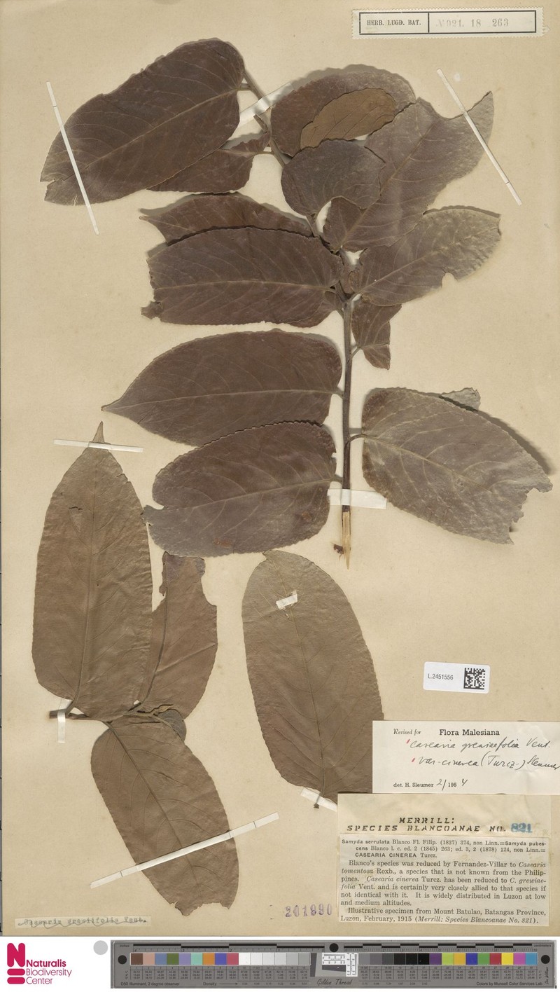 Casearia grewiifolia var. cinerea