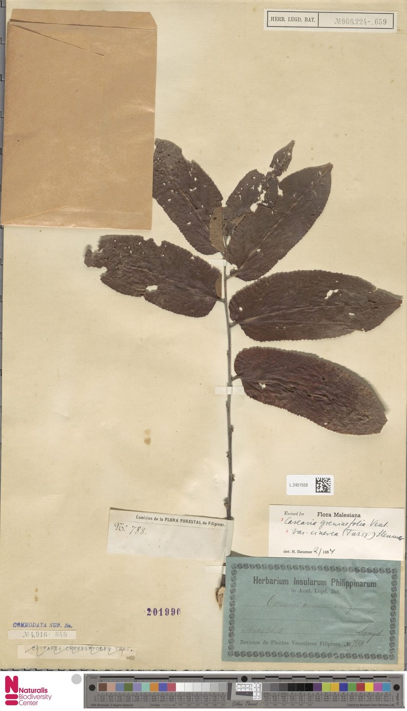 Casearia grewiifolia var. cinerea photo 2