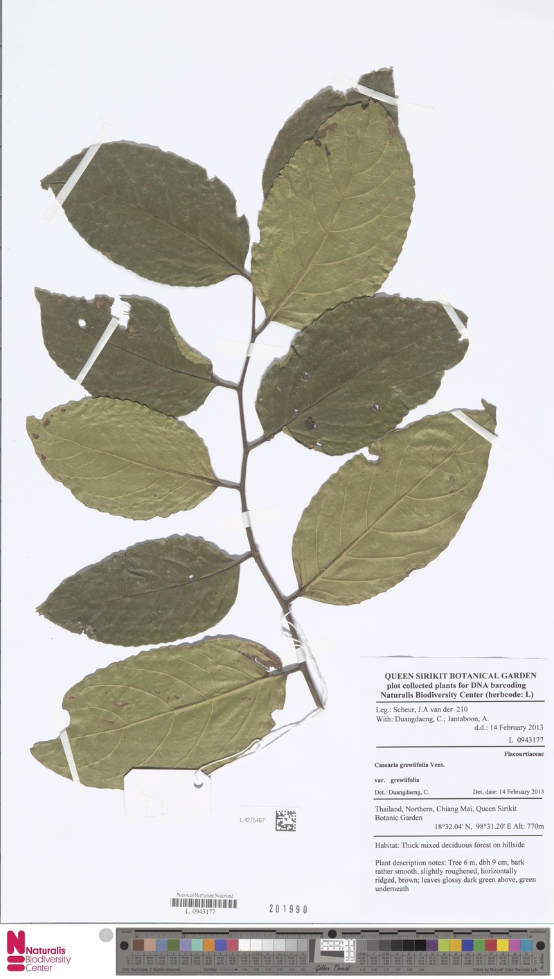 Casearia grewiifolia var. grewiifolia
