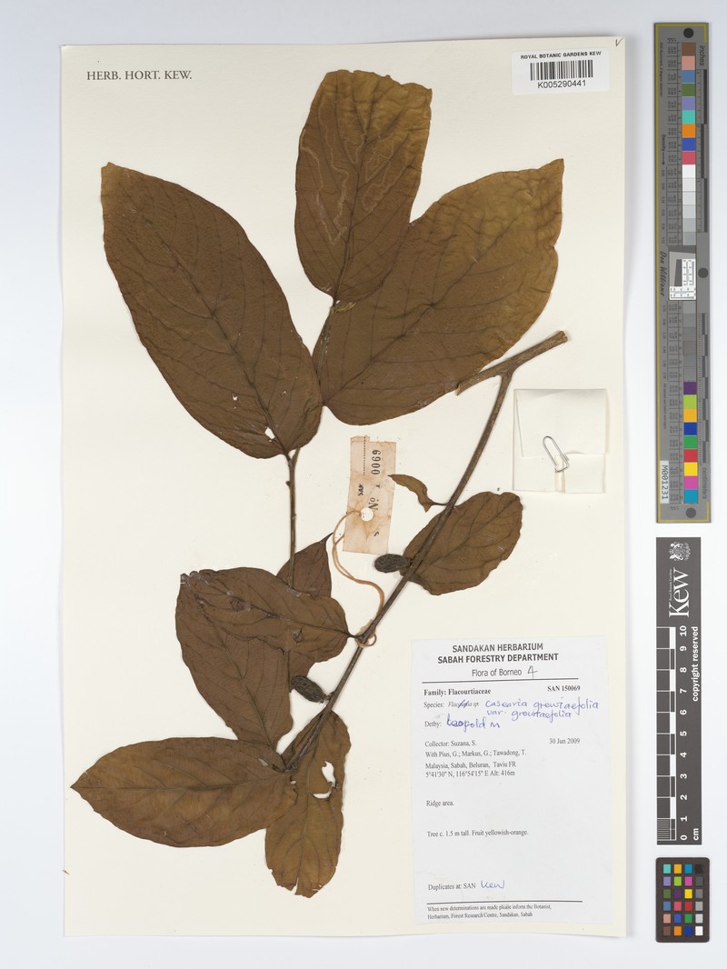 Casearia grewiifolia var. grewiifolia photo 2