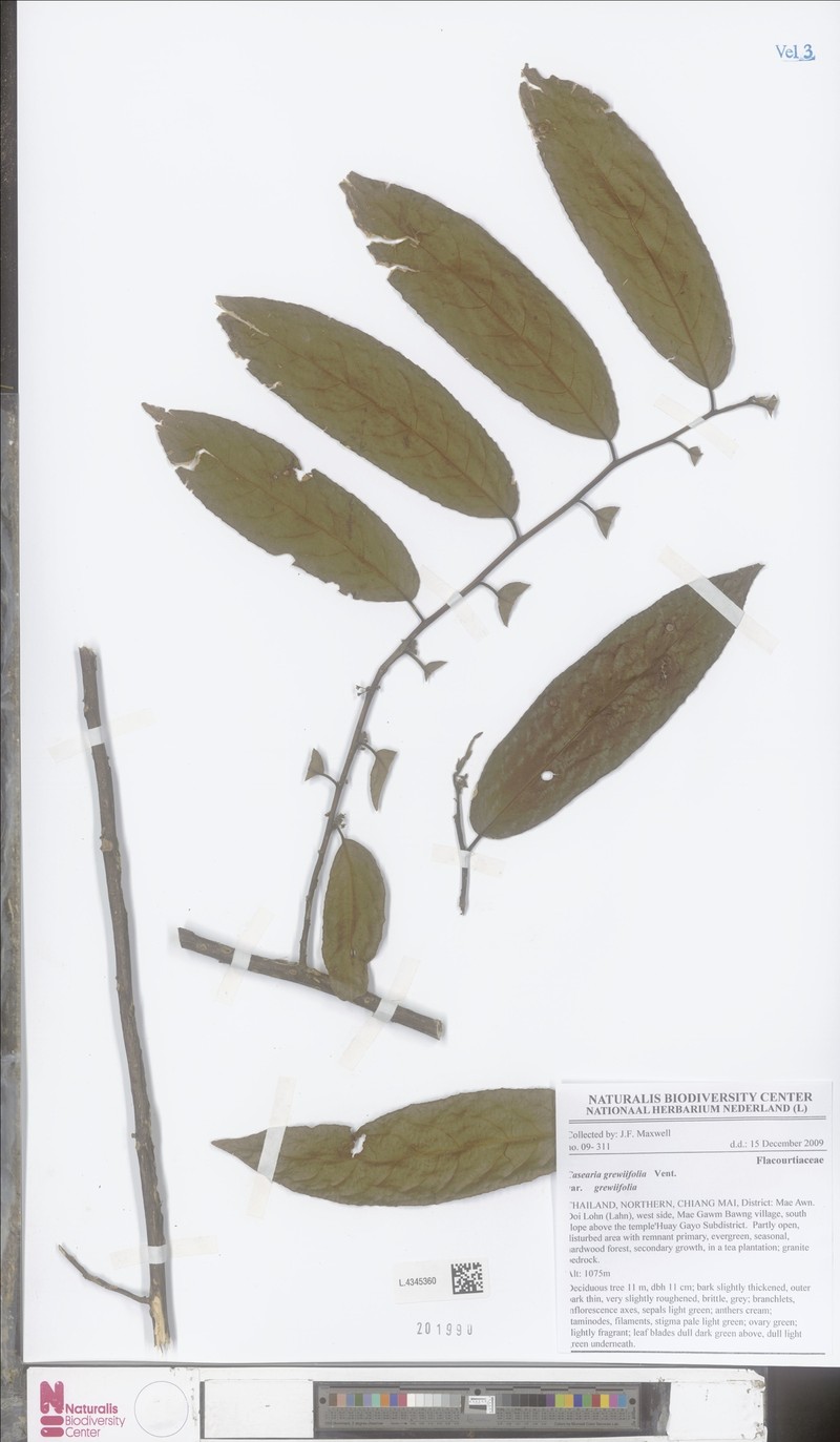 Casearia grewiifolia var. grewiifolia photo 3