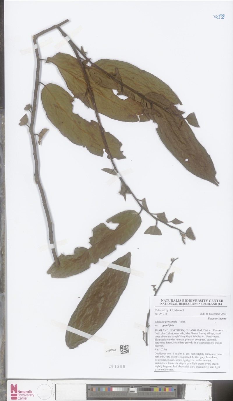 Casearia grewiifolia var. grewiifolia photo 4