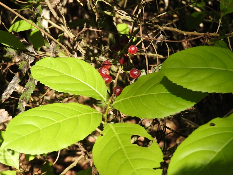 Guyanese Wild Coffee