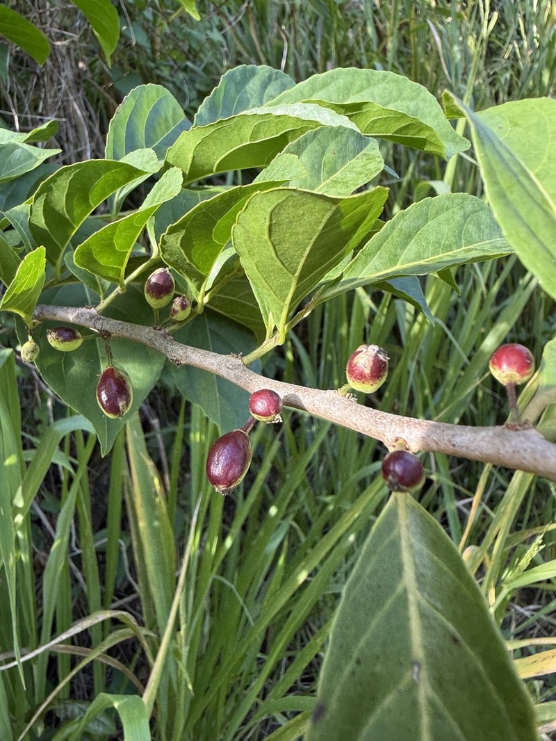 Guyanese Wild Coffee photo 2