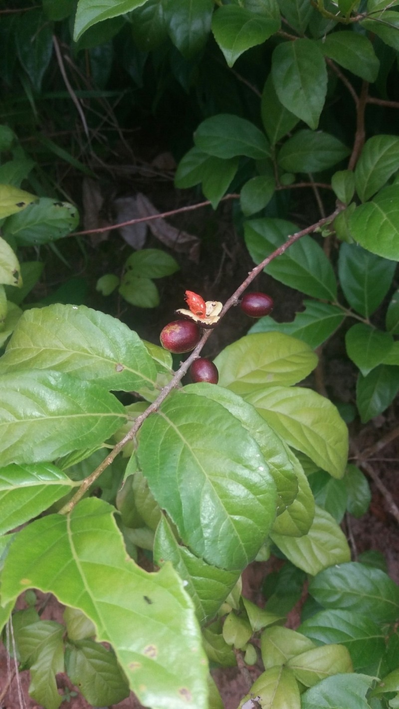 Guyanese Wild Coffee photo 3